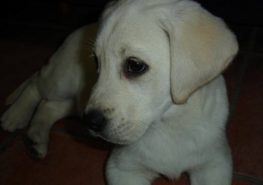 ¡Esta es mi cachorrita Kira!